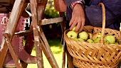 Älteres Paar bei der Apfelernte