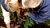 Mature couple picking vegetables in garden