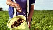 Elderly woman picking potatoes