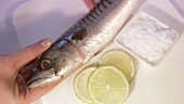 Mackerel with slices of lime and salt