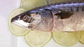 Mackerel and slices of lime