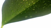 Green leaf with drops of water (close-up)
