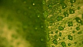 Grünes Blatt mit Wassertropfen (Close Up)