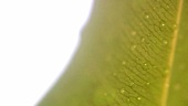 Green leaf with drops of water (close-up)