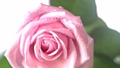A pink rose with drops of water (close-up)