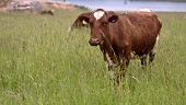 Kühe grasen auf der Weide