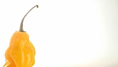 Yellow habanero chilli