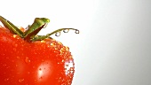 Ein Haufen Tomaten mit Wassertropfen