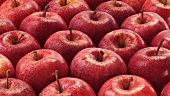 Viele rote Äpfel
