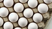 White eggs in an egg tray