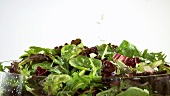 Sprinkling mixed salad leaves with cheese