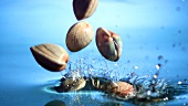 Muscheln fallen ins Wasser
