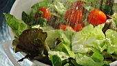 Washing mixed salad leaves and tomatoes in a colander
