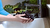 Rote Weintrauben unter fliessendem Wasser waschen