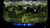 Cooking asparagus tips in hot water