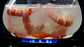 Prawns in boiling water