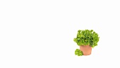 Parsley in plant pot