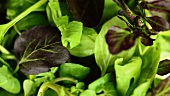 Lettuce leaves (macro zoom)
