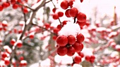 Rote Winterbeeren mit Schnee bedeckt