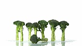 Broccoli florets standing up