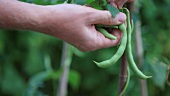 Green beans being picked