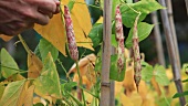 Borlotti beans being picked