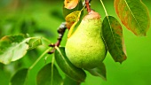 A pear on a tree