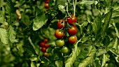 Organic tomatoes in a garden