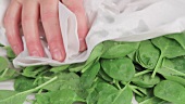 Baby spinach being patted dried with kitchen paper