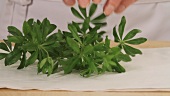 Woodruff being placed on kitchen paper