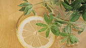 Waldmeisterbowle mit Sekt angiessen und Zitronenscheiben zugeben