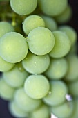 Green grapes with dew, close-up