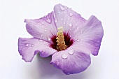 Hibiscus flower, close-up