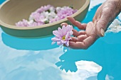 Flowers floating on surface of water, woman's hand picking up flower