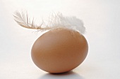 Brown egg with feather