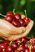 Cherry harvest, close up