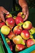 Hände legen frisch geerntete Äpfel in Steige