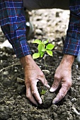 Hände setzen Haselnusspflanze in die Erde