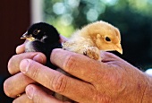 Hands holding two young birds