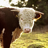 Bull in pasture
