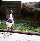 A duck in the open air