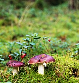 Mushrooms and cowberries in forest