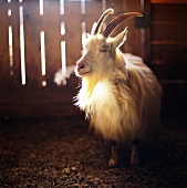A goat in a stall