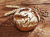 Crusty bread, ears and grains of wheat on wooden background