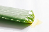 Aloe vera leaf with juice