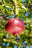 A pomegranate handing on a tree