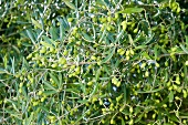 Olives on the tree (full-frame)