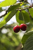 Cherries on the branch (close-up)