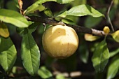 Apricot on the tree (close-up)