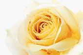 Gelbe Rose mit Wassertropfen (Nahaufnahme)